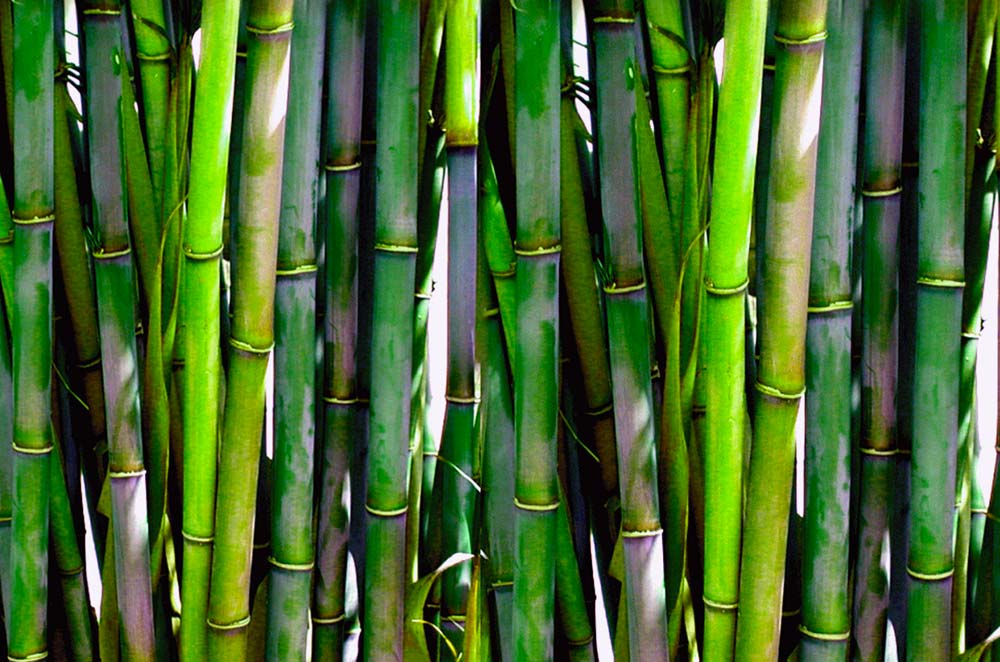 Grasses Plant Types Landscaping Bamboo