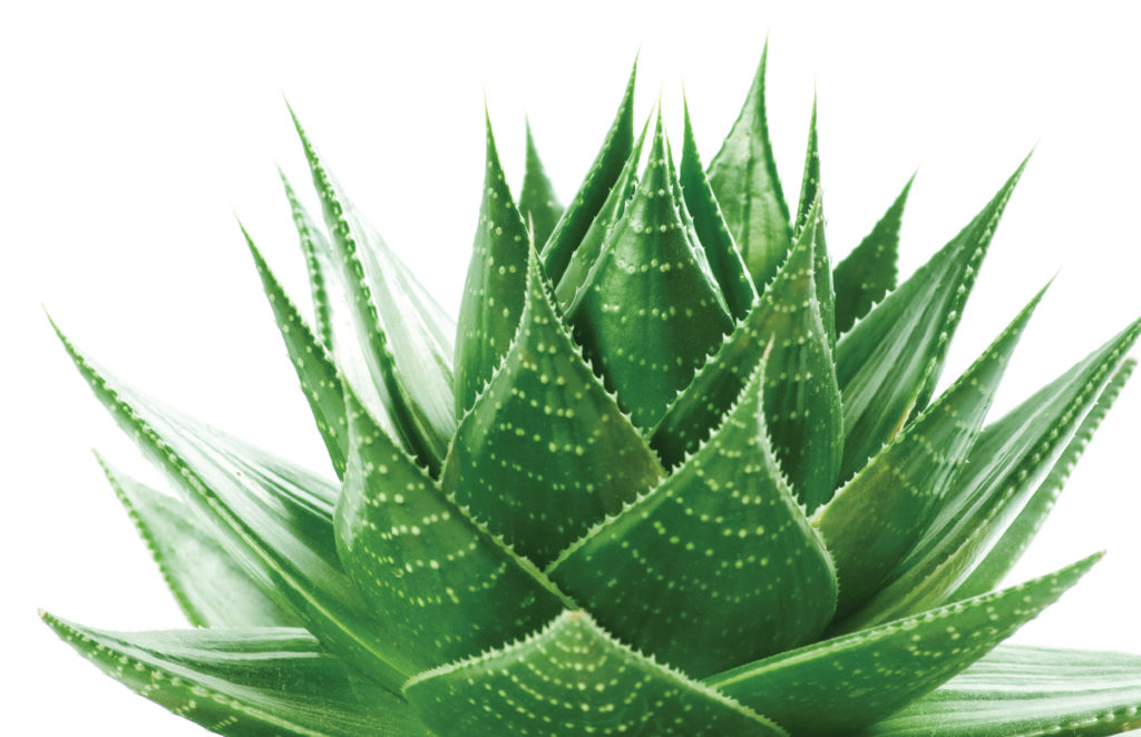 aloe vera narmed 1024x662