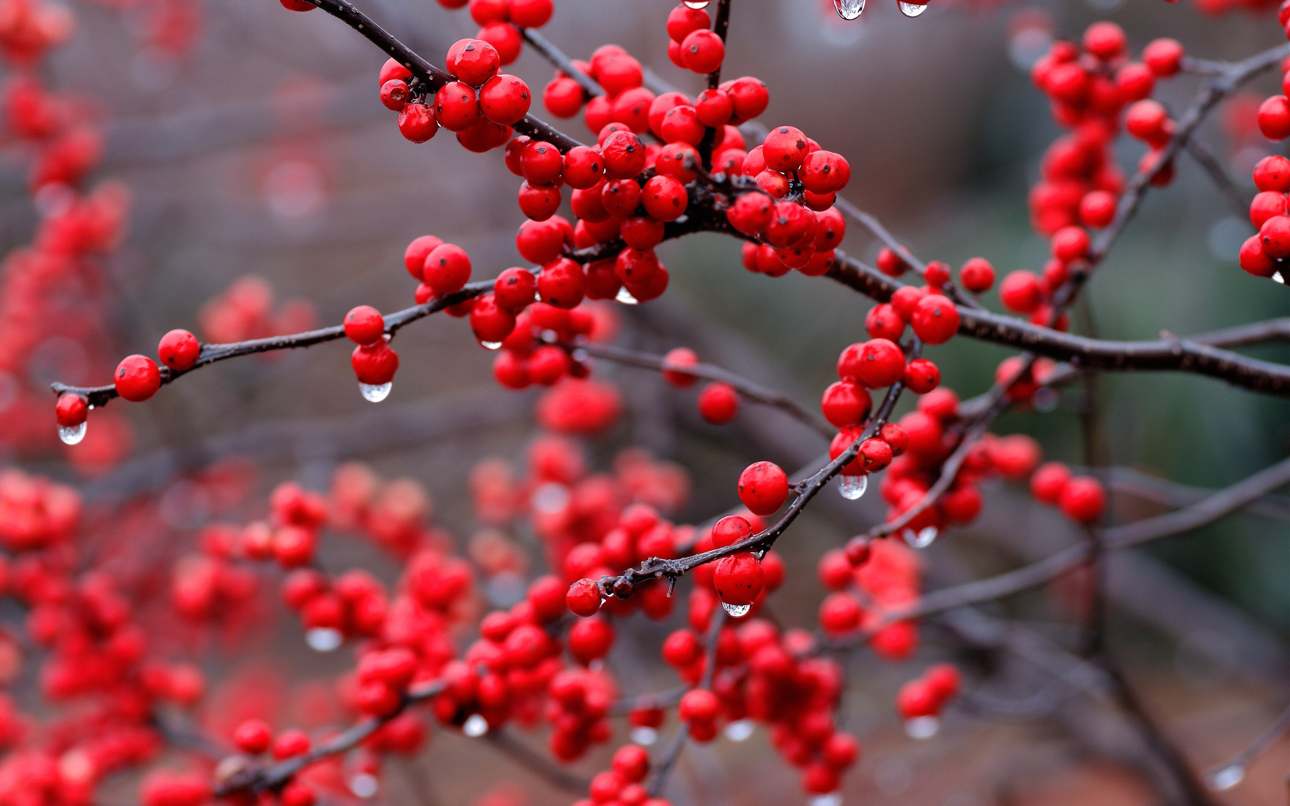 food depth of field nature red plant